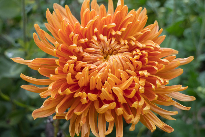 Intermediate Incurve Chrysanthemum, Chrysanthemum